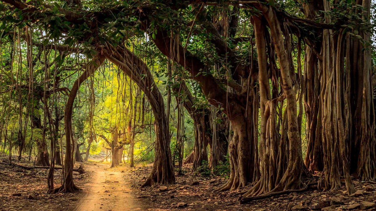 Jeep trail at Ranthambore National Park (© Lewis Kemper/Alamy Stock Photo) desktop wallpaper