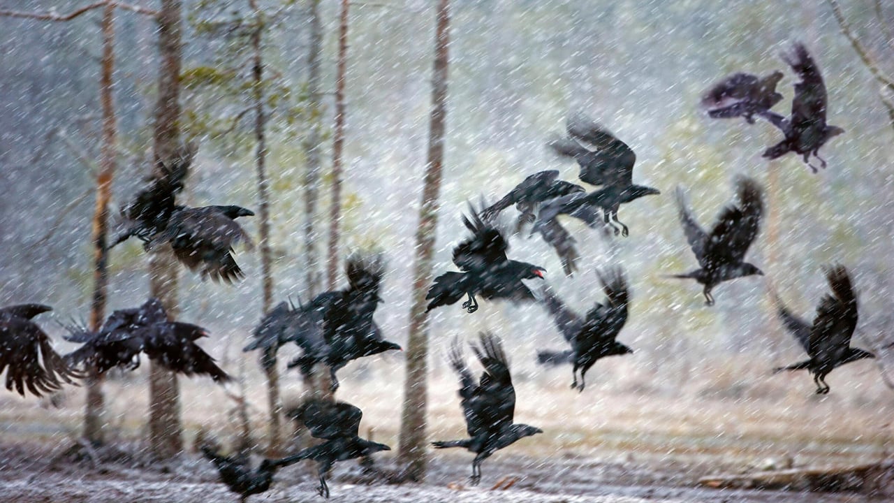 Ravens in a snowstorm near Kuhmo, Finland (© Frans Lemmens/Alamy) desktop wallpaper