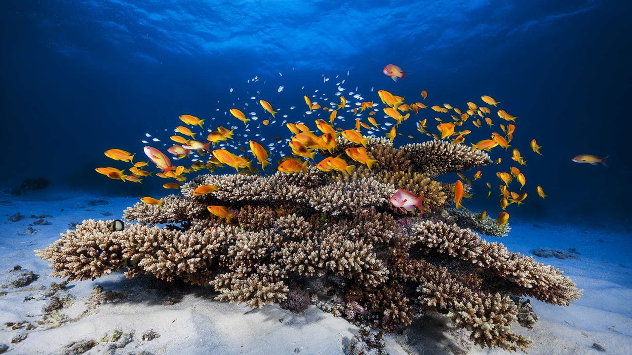 School of Pseudanthias squamipinnis swimming over coral, Mayotte, Indian Ocean (© Gabriel Barathieu/Minden Pictures) desktop wallpaper