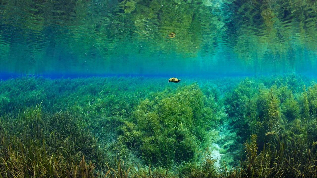 Florida red-bellied turtle in Rainbow Springs, Rainbow Springs State Park, Florida (© Michel Roggo/Minden Pictures) desktop wallpaper