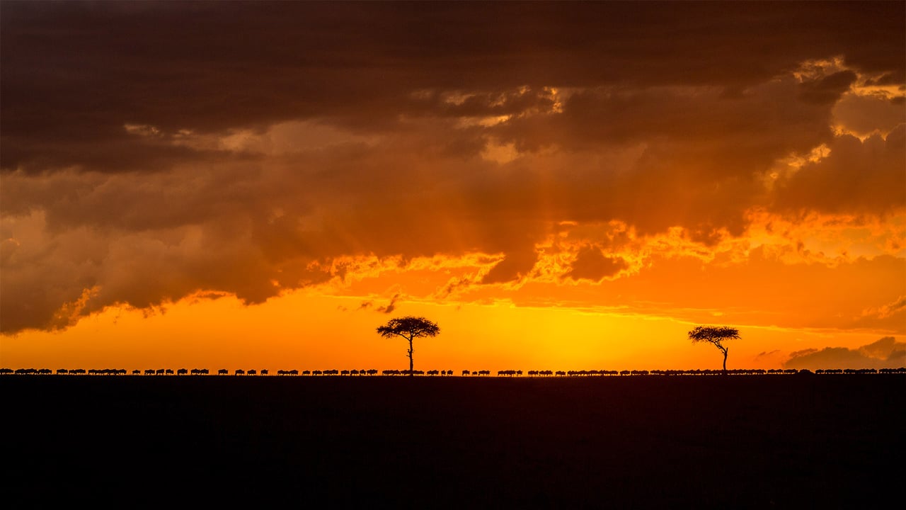 Blue wildebeest herd migrating at sunset, Maasai Mara National Reserve, Kenya (© Denis-Huot/Minden Pictures) desktop wallpaper