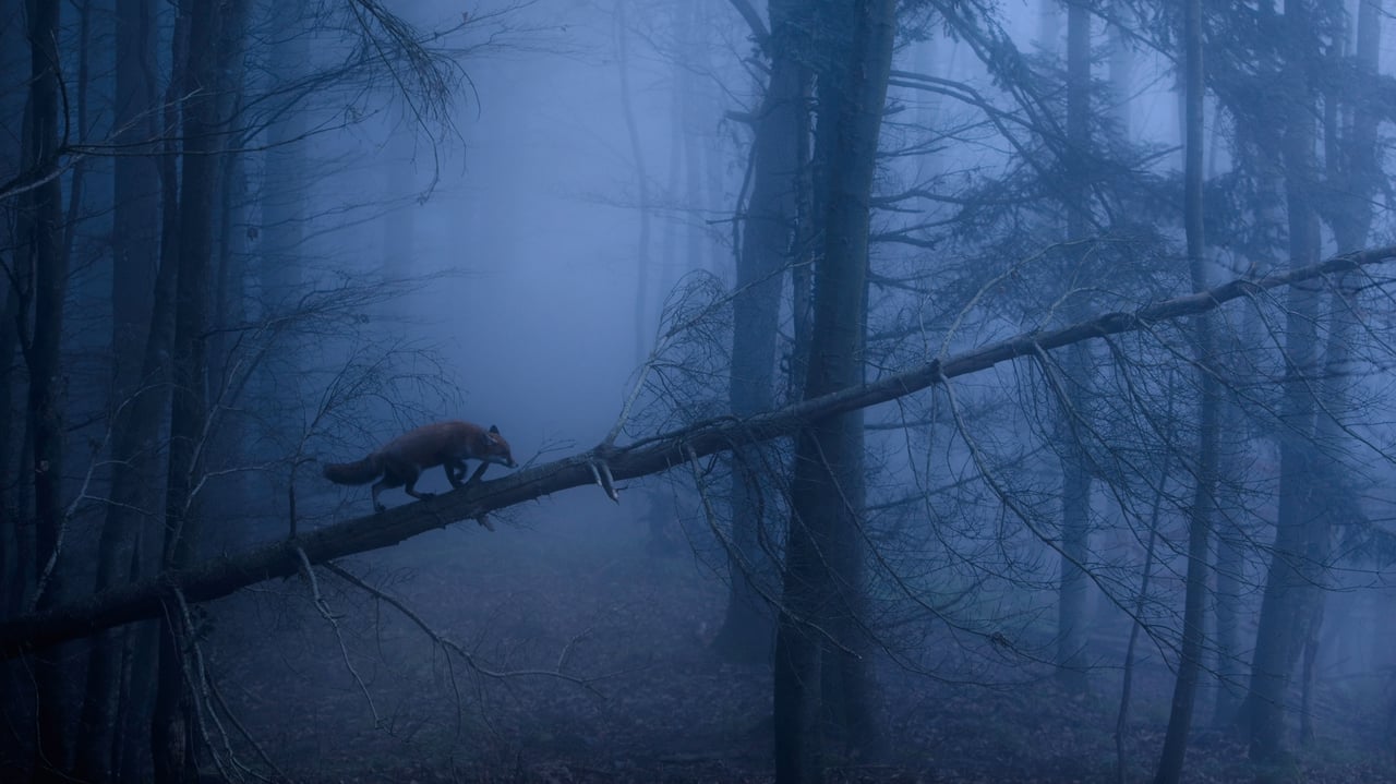 Red fox in the Black Forest of Germany (© Klaus Echle/Minden Pictures) desktop wallpaper