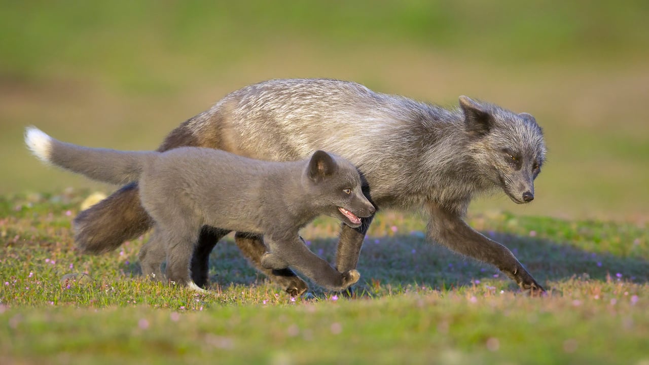Red fox father and kit, Washington (© Chase Dekker/Minden Pictures) desktop wallpaper