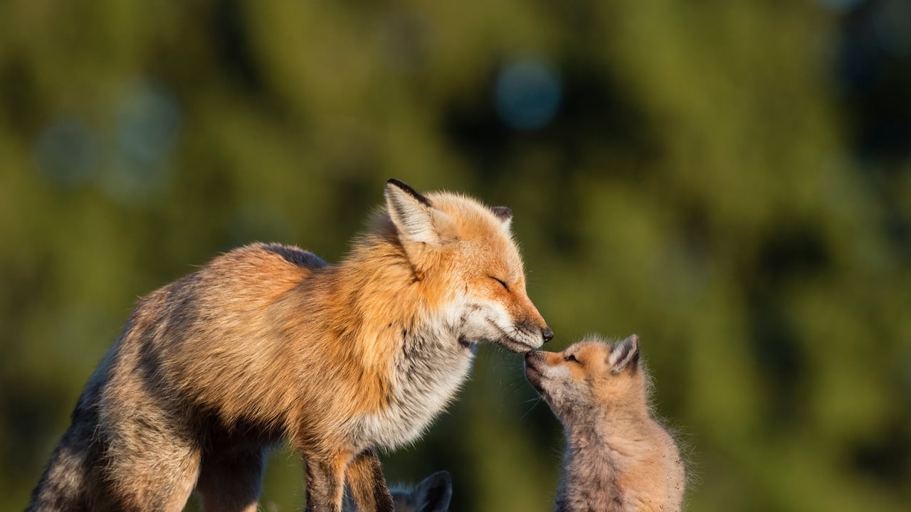 Red fox mother kissing her baby in Canada (© pchoui/Getty Images) desktop wallpaper