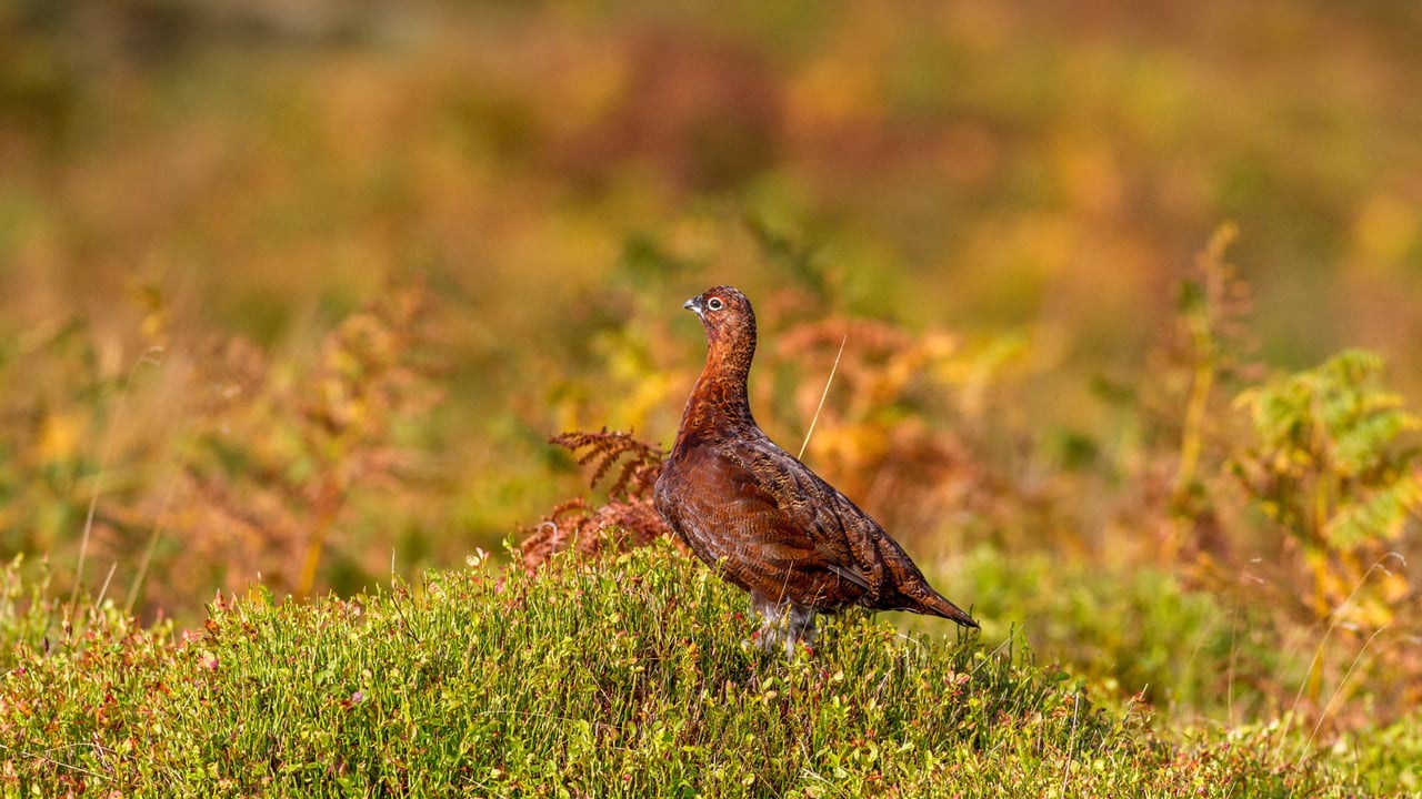Red grouse, Ilkley Moor, West Yorkshire, UK (© Rebecca Cole/Alamy Stock Photo) desktop wallpaper