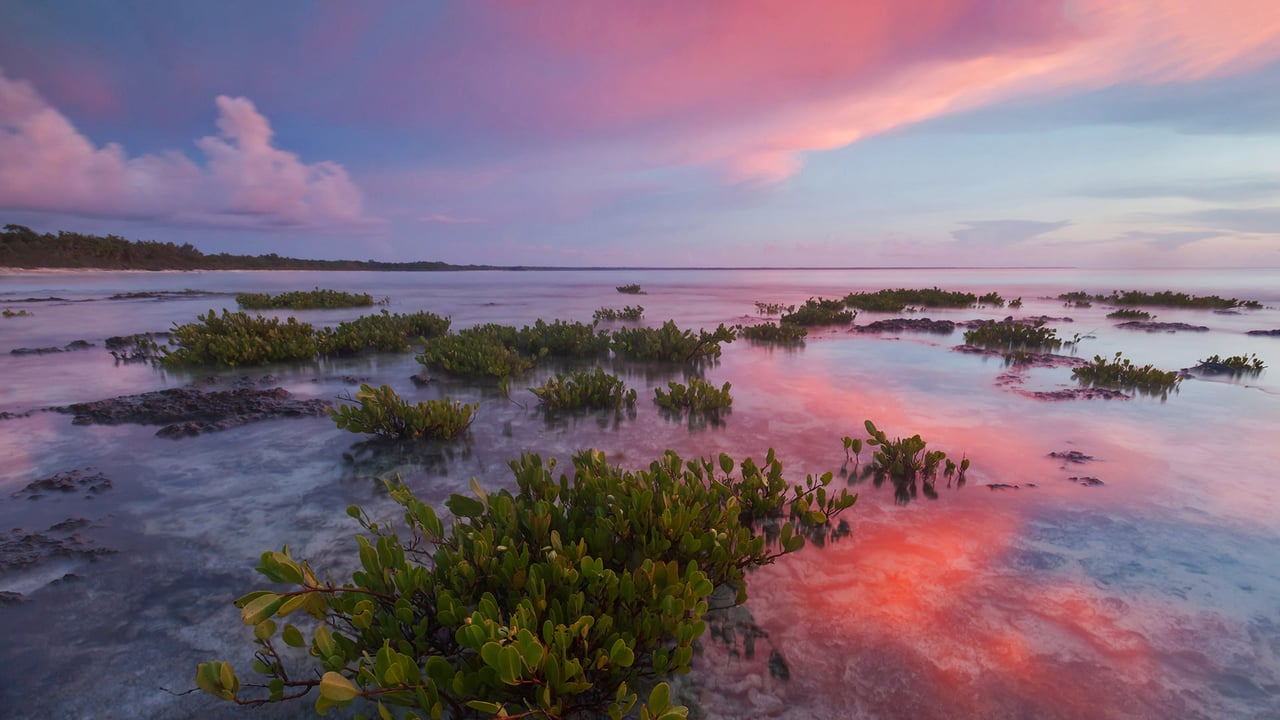 Red mangrove tree seedlings in Guanahacabibes National Park, Cuba (© Claudio Contreras/Minden Pictures) desktop wallpaper
