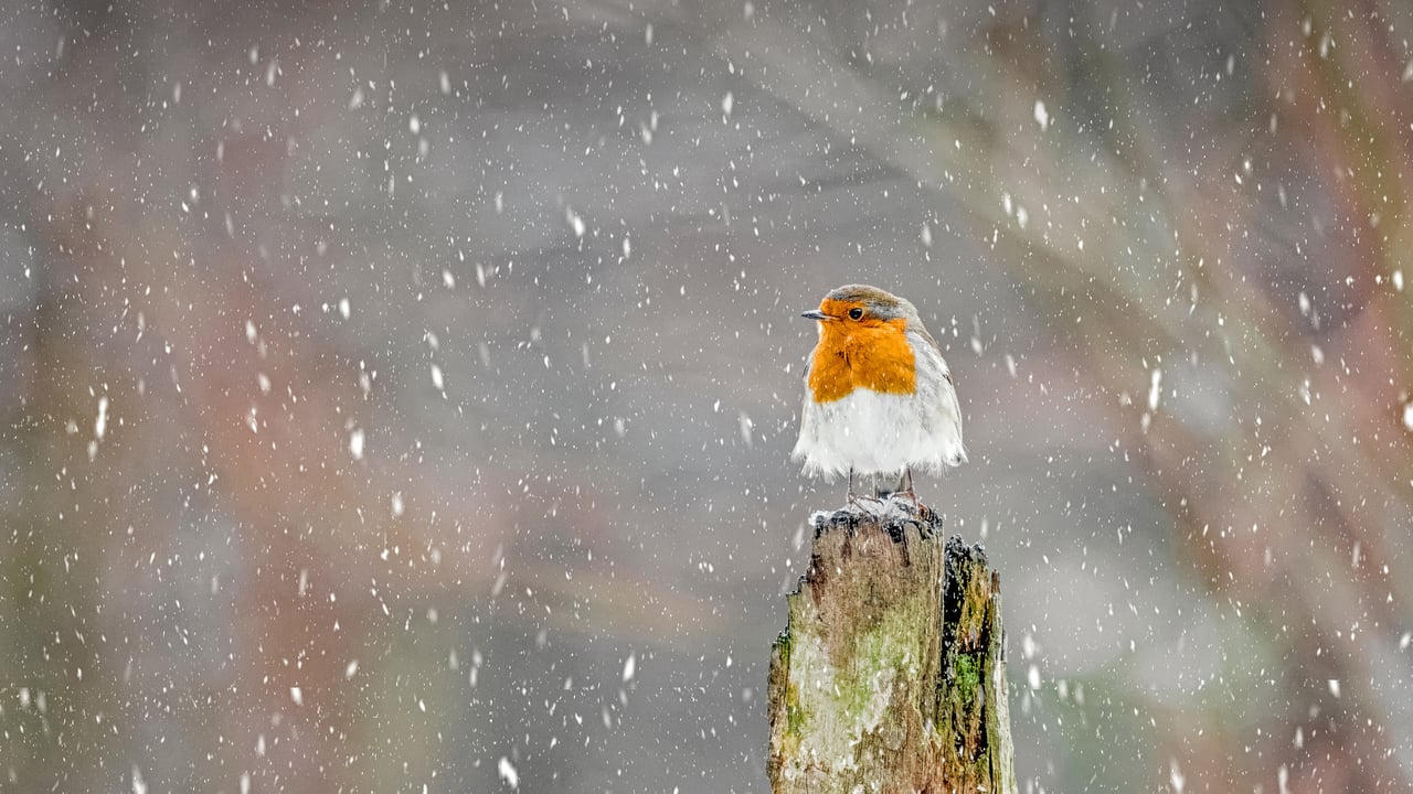 European robin during a winter snowstorm, Peak District National Park, England (© Ben Robson Hull Photography/Getty Images) desktop wallpaper