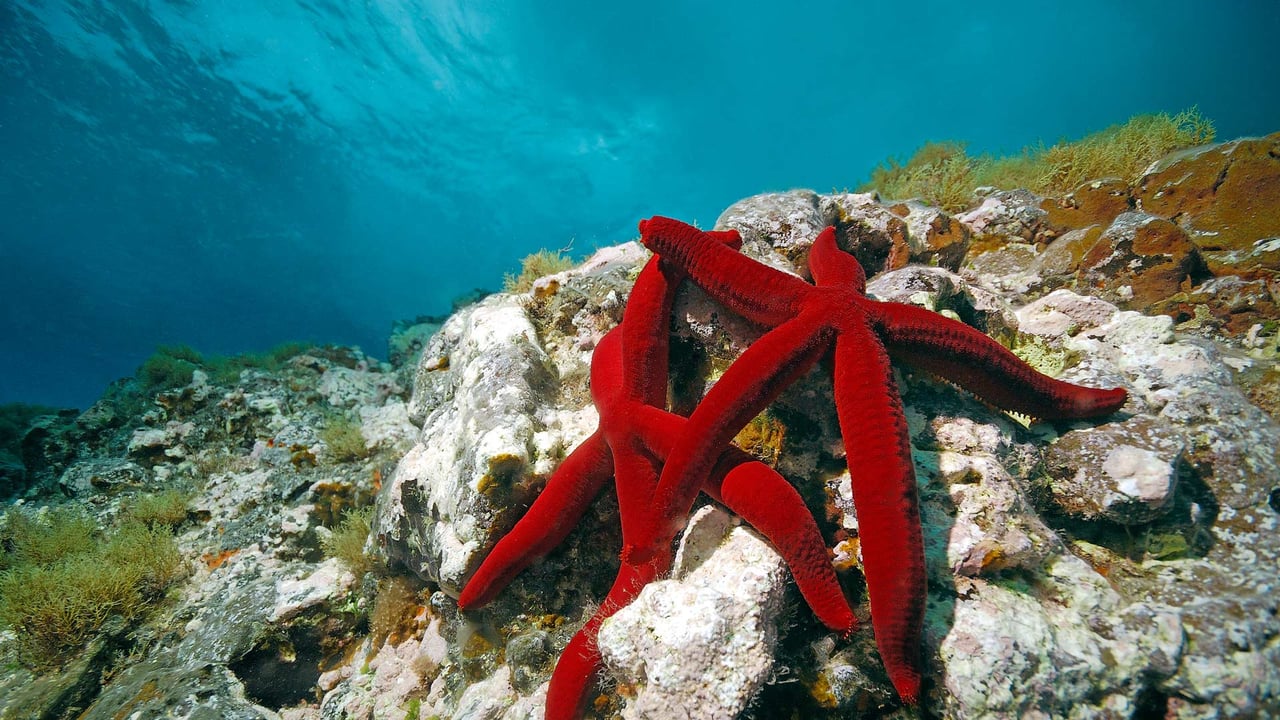 Mediterranean red sea stars, Mediterranean Sea (© Hans Leijnse/Minden Pictures) desktop wallpaper