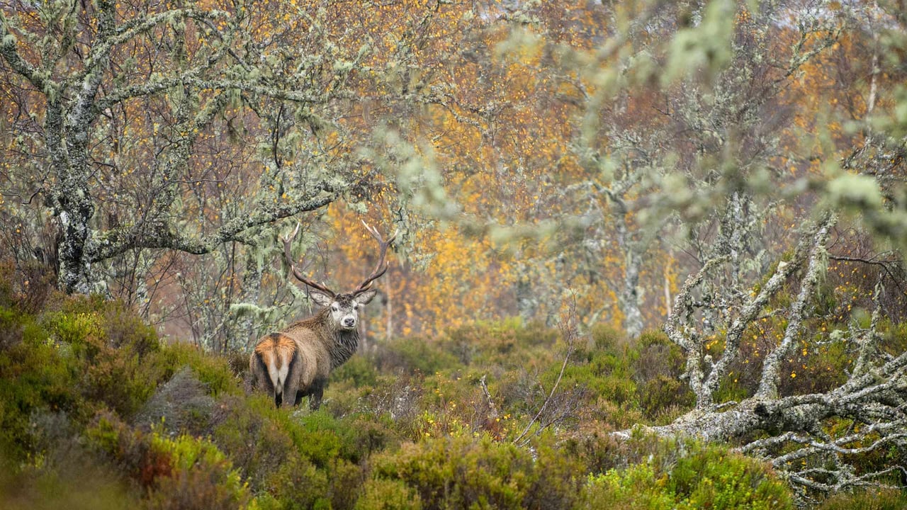 Red deer stag in the Caledonian Forest, Glen Affric, Scottish Highlands (© Terry Whittaker/Alamy) desktop wallpaper