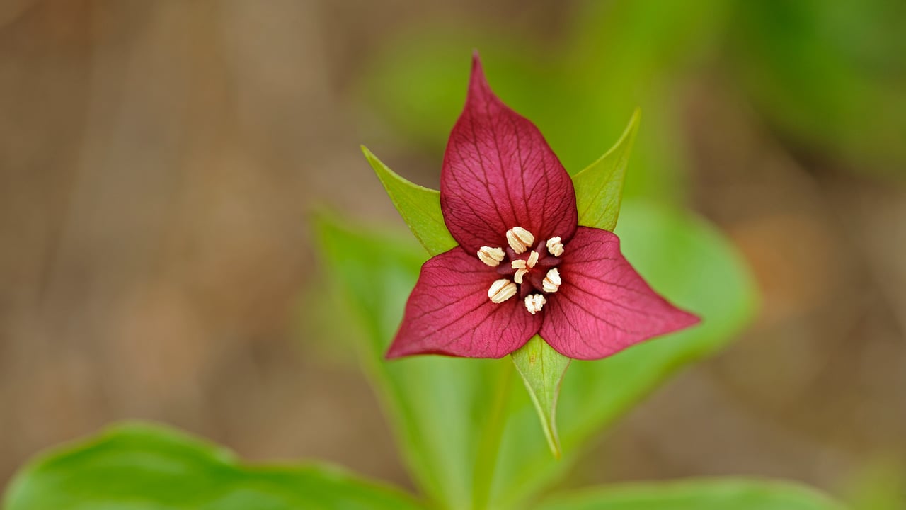 A close-up of the red trillium flower in Algonquin Provincial Park, Ont. (© Jaynes Gallery/Danita Delimont) desktop wallpaper