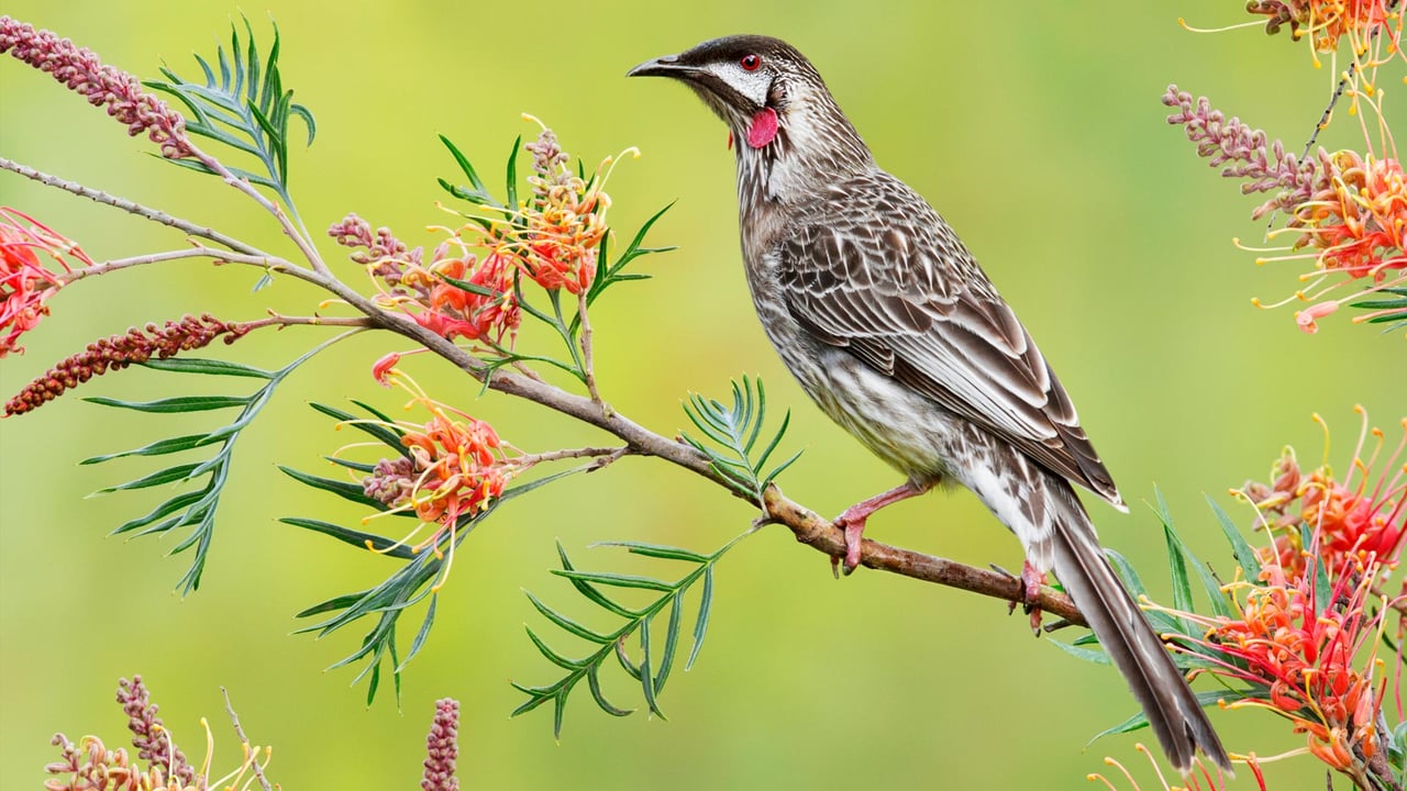 Red wattlebird, Victoria, Australia (© plainpicture/Minden Pictures/Jan Wegener/BIA) desktop wallpaper