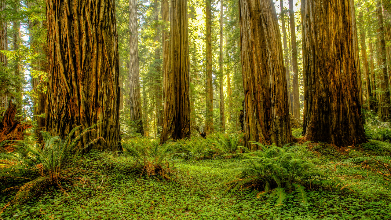 Grove of redwoods in Redwood National and State Parks, California (© Bob Pool/Getty Images) desktop wallpaper
