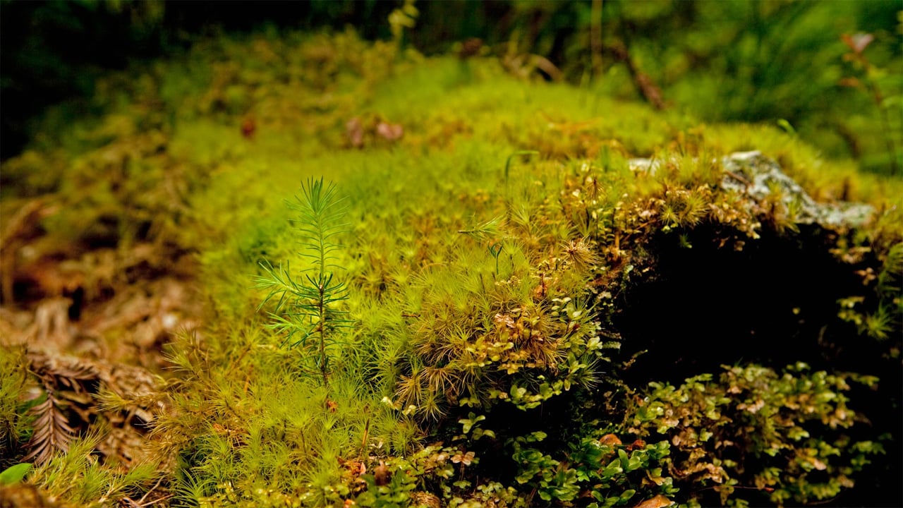 A young coast redwood sprouting out of an old log in Prairie Creek Redwoods State Park, California (© Hutch Axilrod/Getty Images) desktop wallpaper