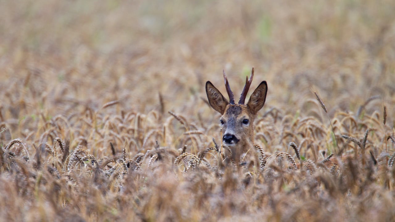 Roe deer buck, Schleswig-Holstein, Germany (© Helge Schulz/Minden Pictures) desktop wallpaper