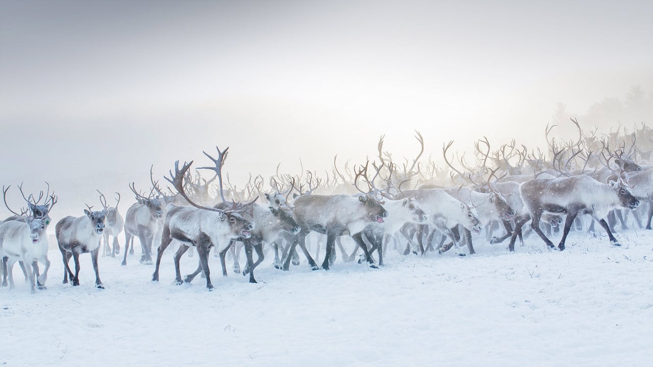 A herd of reindeer in Norway (© Lena Granefelt/plainpicture) desktop wallpaper