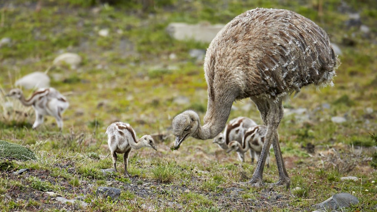 Lesser rhea adult male with chicks, Torres del Paine National Park, Patagonia, Chile (© Ignacio Yufera/Minden Pictures) desktop wallpaper