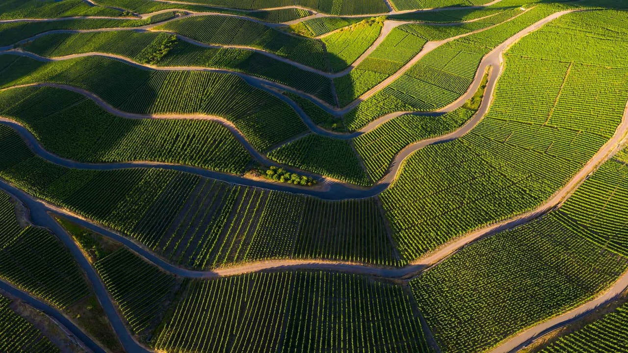 摩泽尔河谷的葡萄园,莱茵兰-法尔茨,德国 (© Jorg Greuel/Getty Images) desktop wallpaper