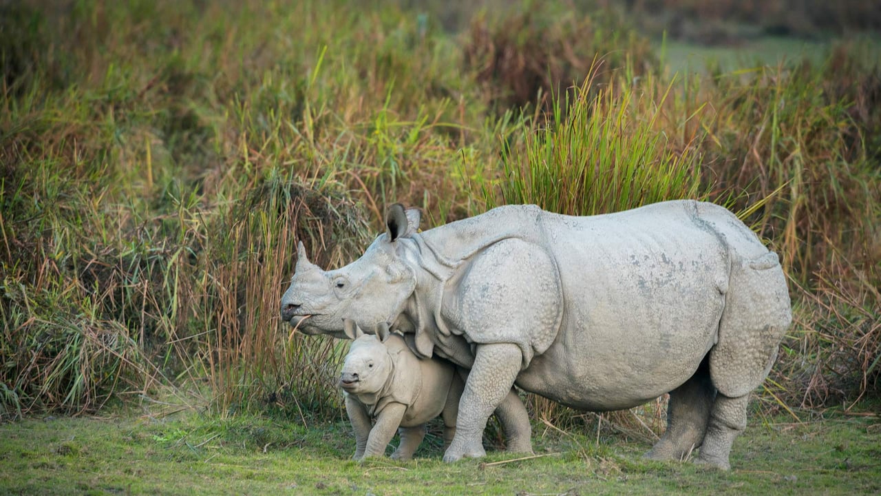 Rhino mother and calf, Kaziranga National Park, Assam (© ePhotocorp/Getty Images) desktop wallpaper