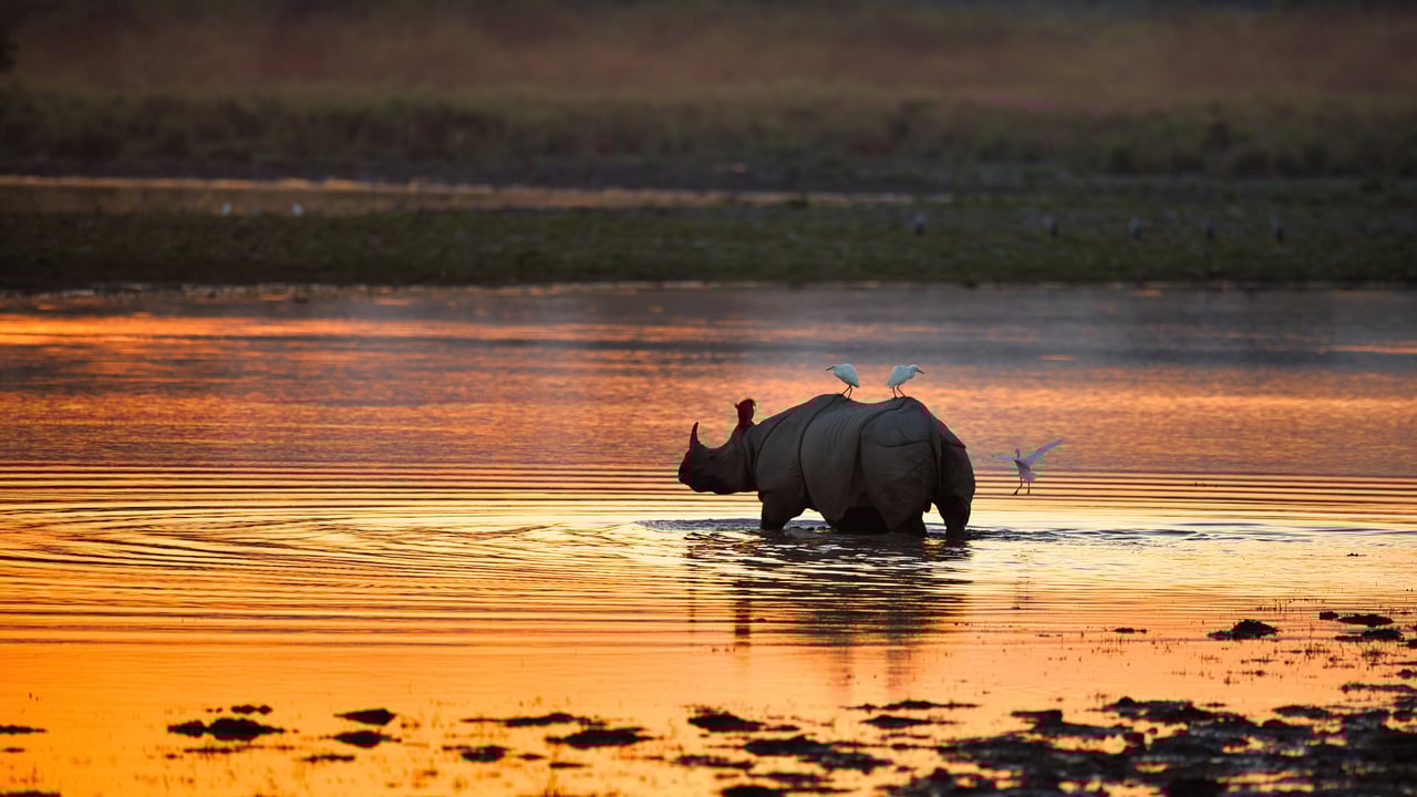 Indian rhinoceros, Kaziranga National Park, India (© Abhishek Singh/Moment/Getty Images) desktop wallpaper