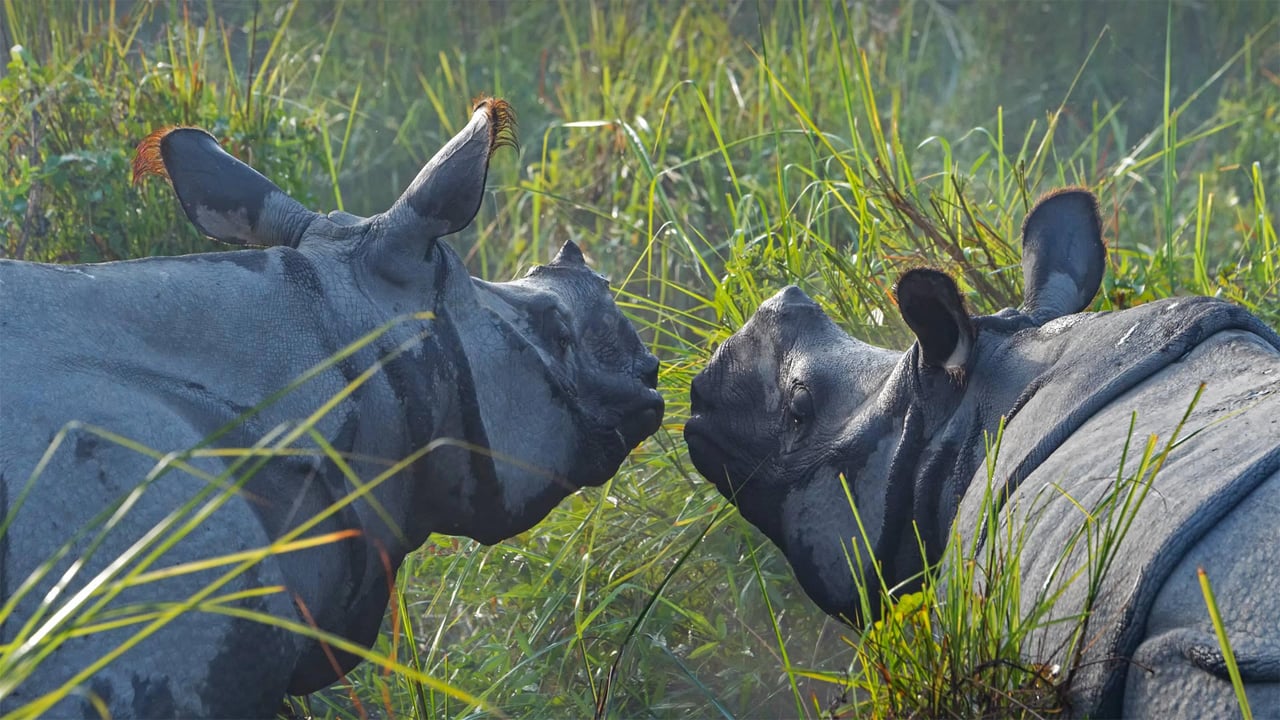 Greater one-horned rhinoceroses in Kaziranga National Park, Assam, India (© Robert Harding World Imagery/Shutterstock) desktop wallpaper