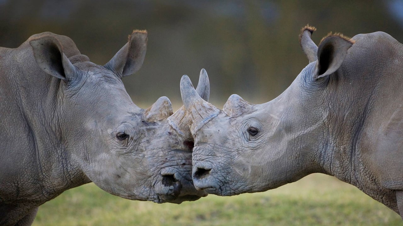 Male white rhinoceroses, Lake Nakuru, Kenya (© Ingo Arndt/Minden Pictures) desktop wallpaper