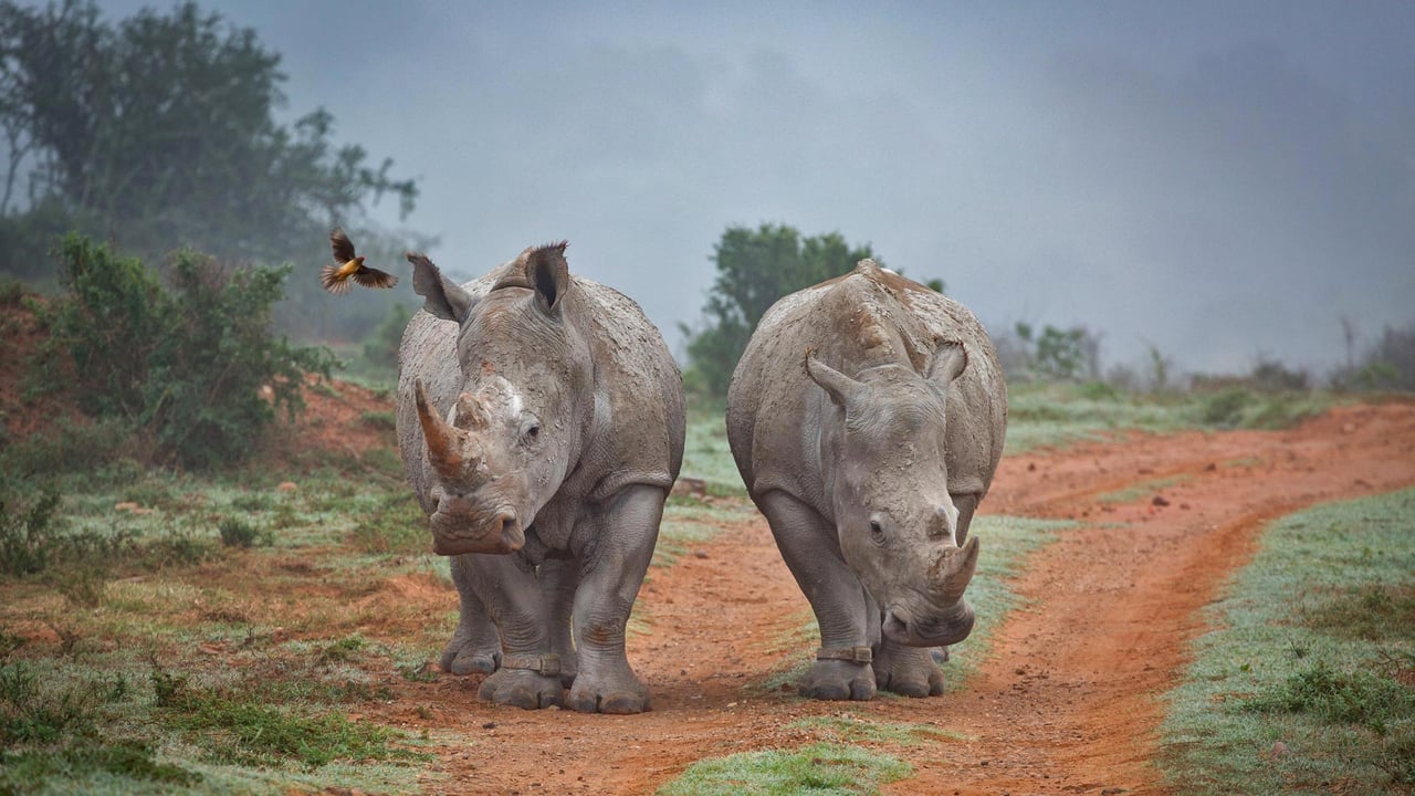 Two rhinos and an oxpecker bird in the Amakhala Game Reserve, South Africa (© Robert Harding World Imagery/Offset) desktop wallpaper