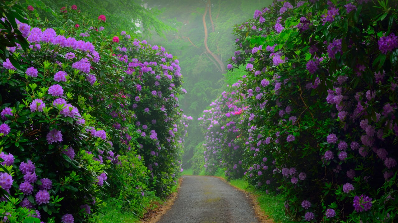 Common rhododendrons in Semper Forest Park, Rügen, Germany (© Sandra Bartocha/Minden Pictures) desktop wallpaper