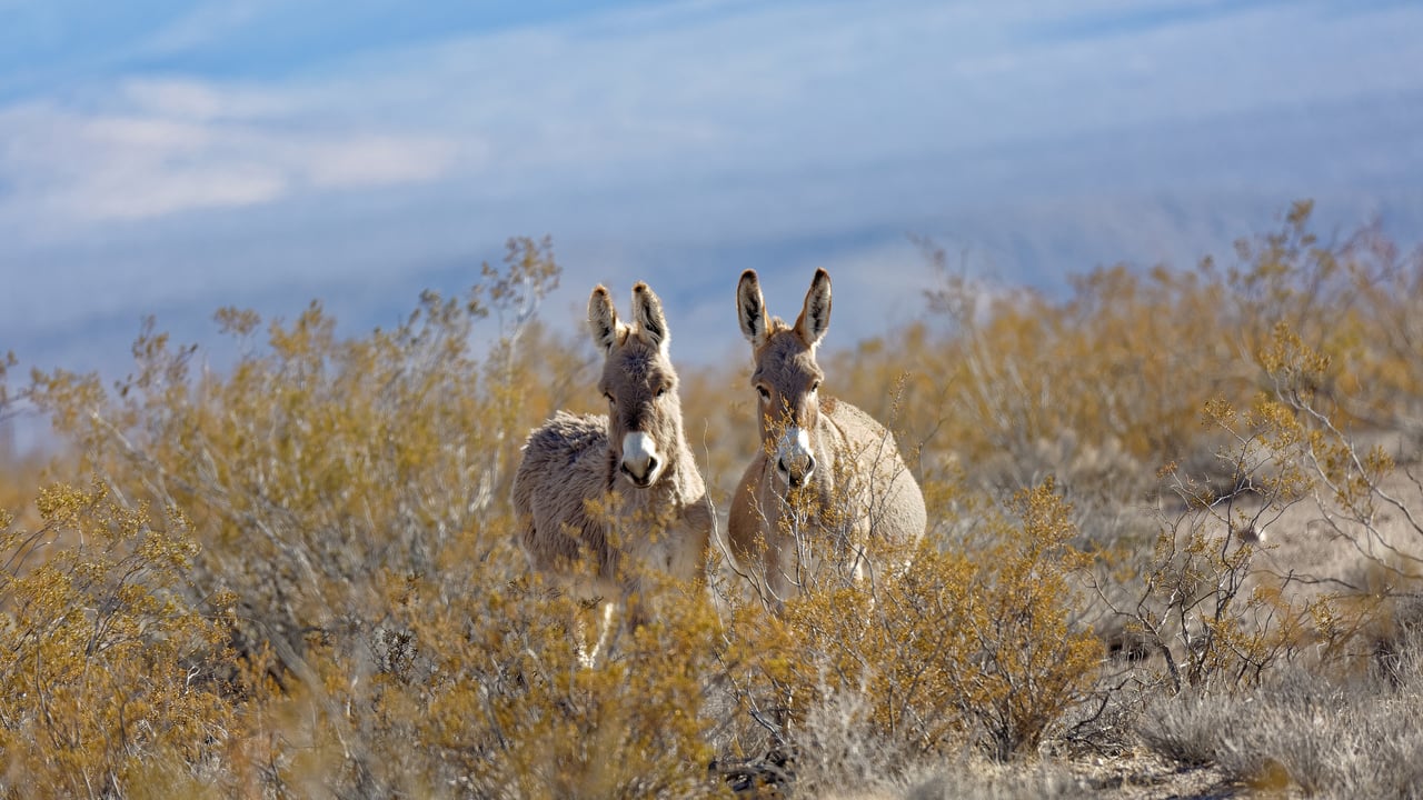 Donkeys in a valley near Rhyolite, Nevada (© Moelyn Photos/Getty Images) desktop wallpaper