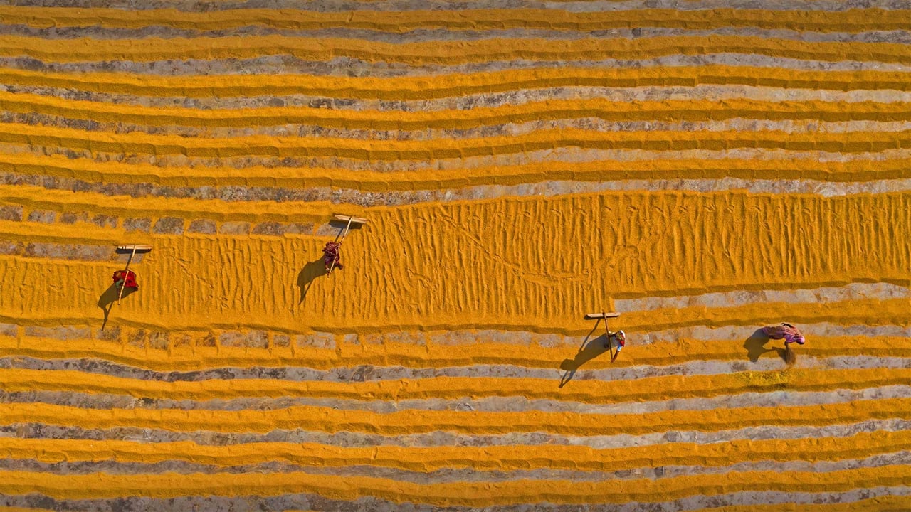 Rice laid out to dry in Dhamrai, Dhaka, Bangladesh (© Amazing Aerial Agency/Offset by Shutterstock) desktop wallpaper