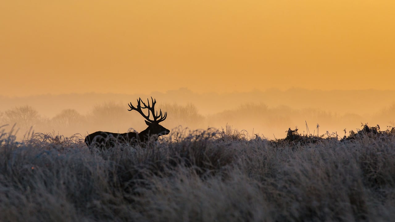 里士满公园的雄鹿,英国伦敦 (© Ian Schofield Images/Offset/Shutterstock) desktop wallpaper