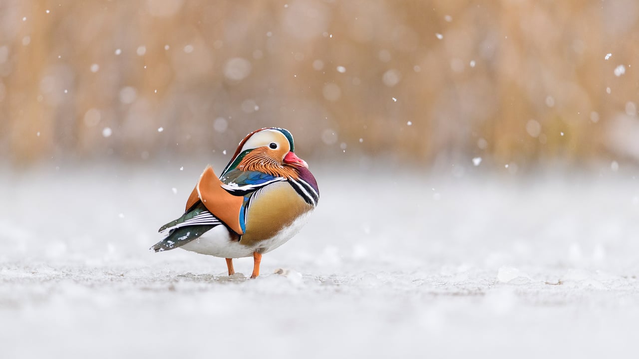 Mandarin duck, Richmond Park, London, England (© Oscar Dewhurst/Minden Pictures) desktop wallpaper