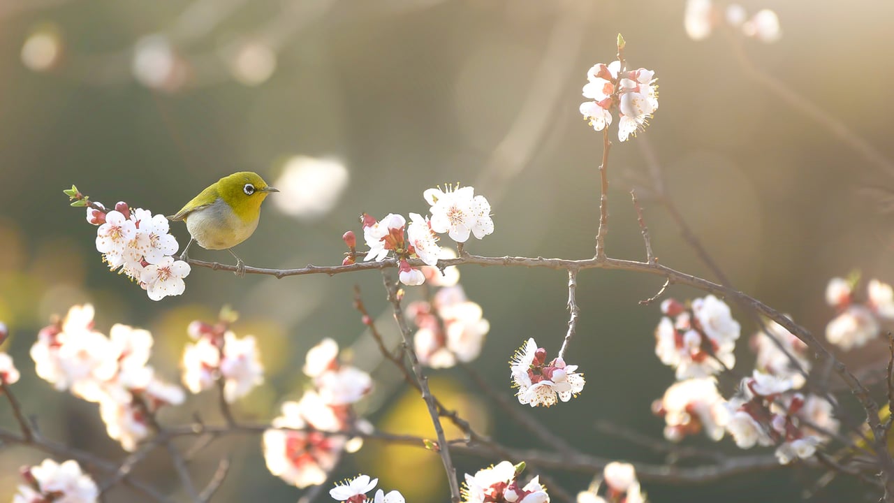 初春の梅に飛来したメジロ (© tahirsphotography/Shutterstock) desktop wallpaper