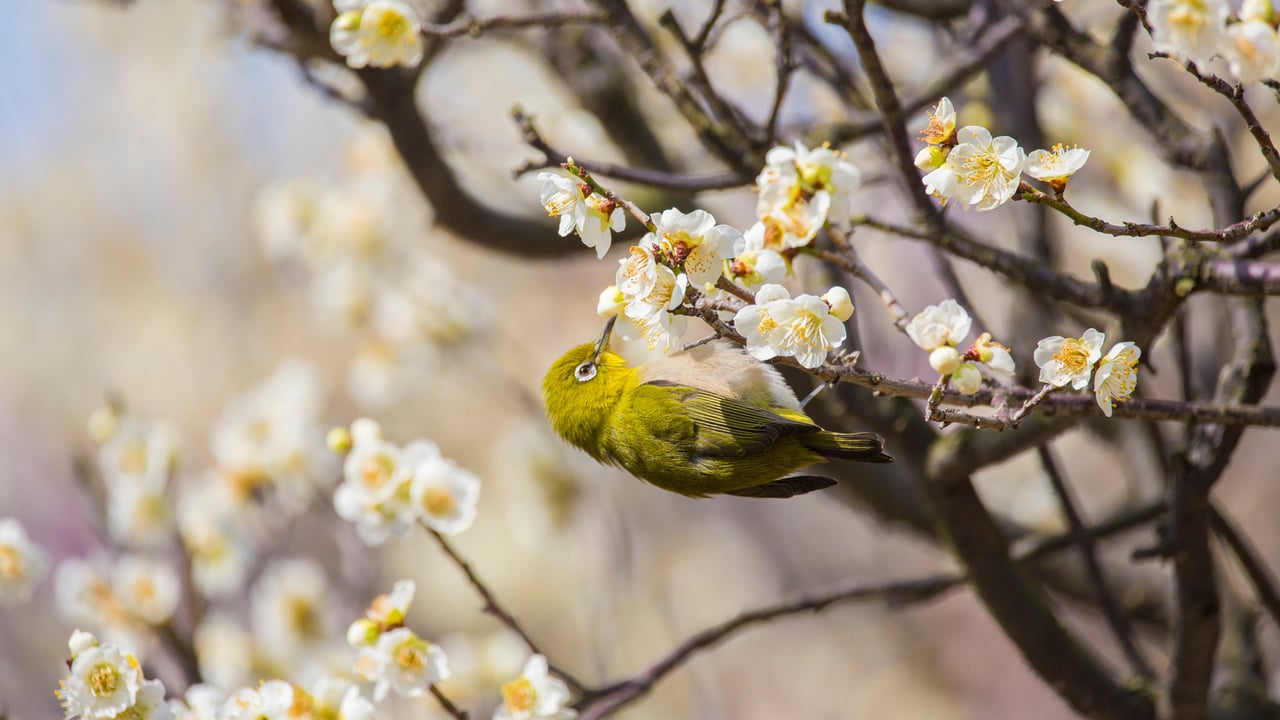 梅の花で吸蜜するメジロ (© yankane/shutterstock) desktop wallpaper