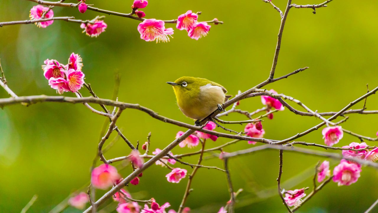 Warbling white-eye among plum blossoms in Yokohama, Japan (© e185rpm/Adobe stock) desktop wallpaper