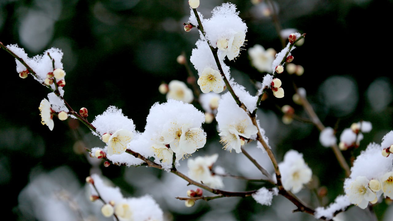 雪中の白梅 (© sakasyou/iStock/Getty Images Plus) desktop wallpaper