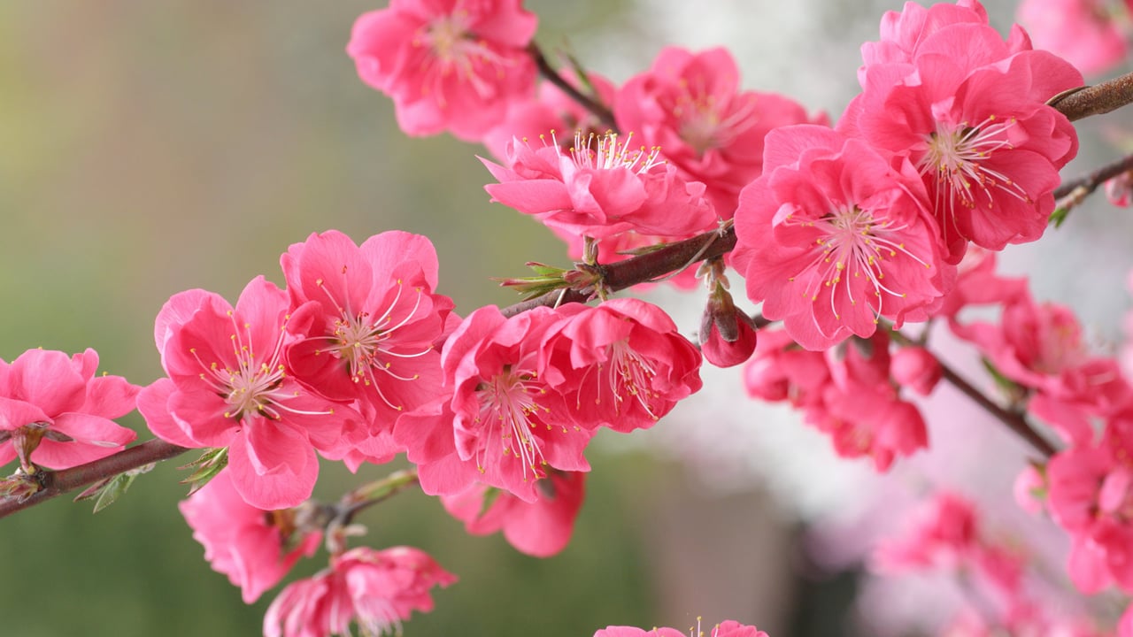「桃の花」 (© SHINZO HIRAI/amana images/Getty Images Plus) desktop wallpaper