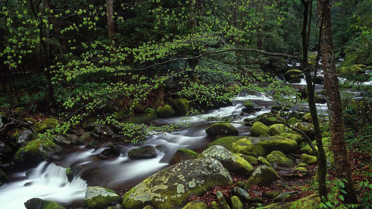 Roaring Fork in Great Smoky Mountains National Park, Tennessee (© Paul Hassell/Tandem Stills + Motion) desktop wallpaper