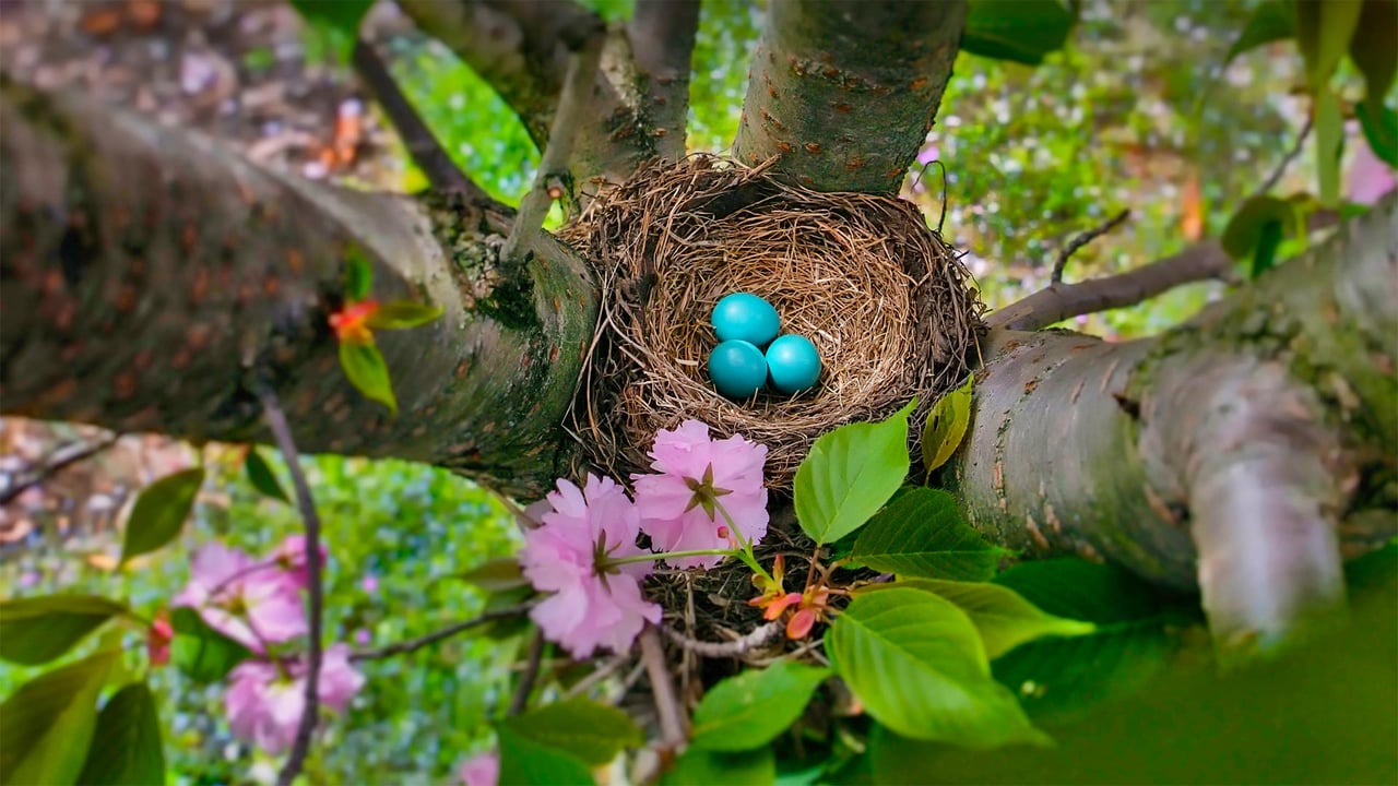 The blue eggs of an American robin in New Jersey (© Mira/Alamy) desktop wallpaper