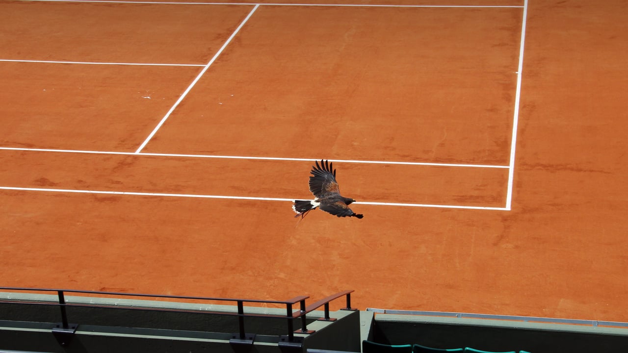 Faucon de Harris sur le court Suzanne-Lenglen, stade Roland-Garros, Paris (© Jacques Demarthon/Getty Images) desktop wallpaper