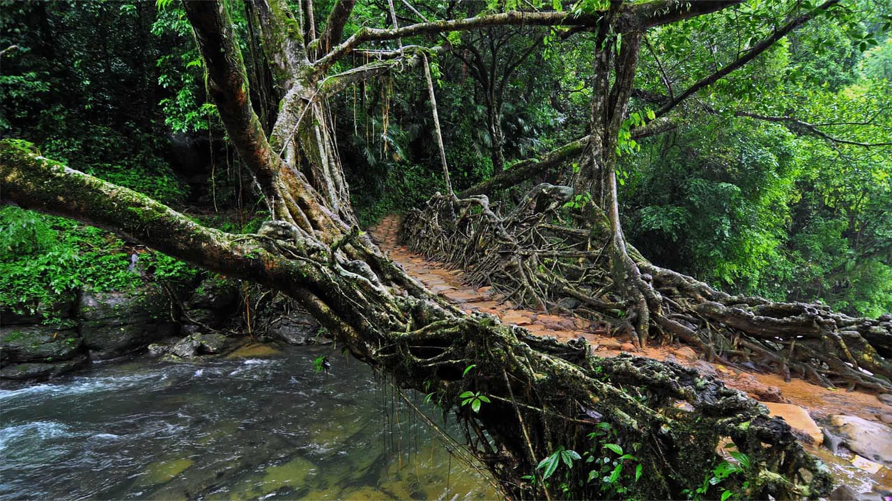 Living root bridge in Meghalaya, India (© dhritipurna/Shutterstock) desktop wallpaper