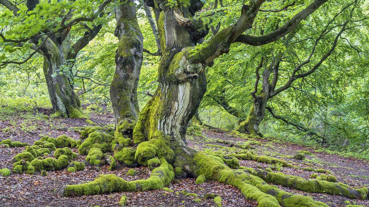 Rotbuchen im Hutewald Halloh bei Albertshausen, Bad Wildungen, Hessen (© Christian Bäck/Huber/eStock Photo) desktop wallpaper