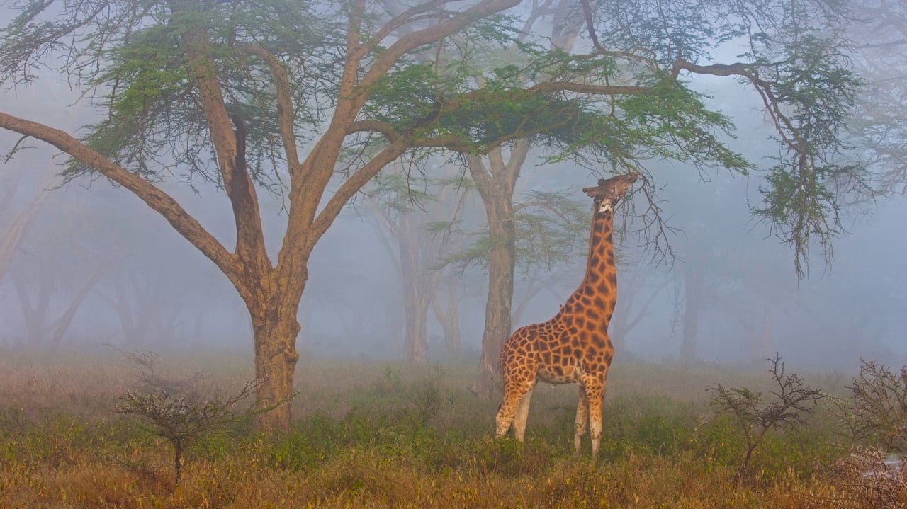 Rothschild's giraffe in Lake Nakuru National Park, Kenya (© Theo Allofs/Minden Pictures) desktop wallpaper