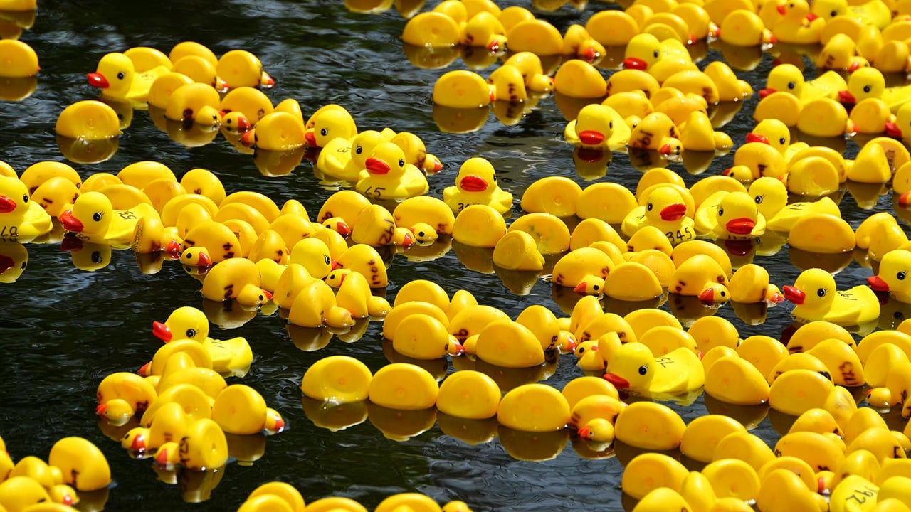 Rubber duck race for Boxing Day (© Jessica Lynn Culver/Getty Images) desktop wallpaper