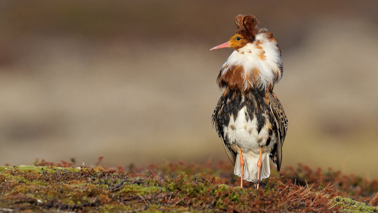 Ruff (Philomachus pugnax) male for London Fashion Week (© Loic Poidevin/Minden Pictures) desktop wallpaper