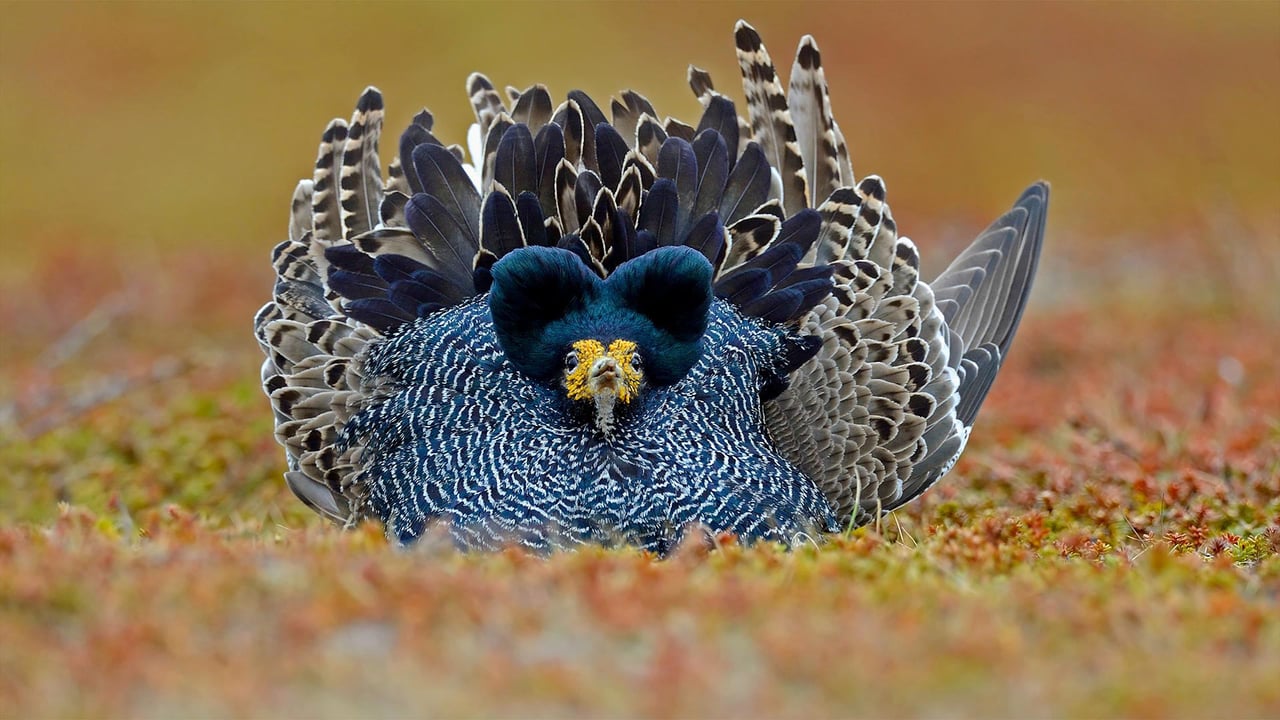 Ruff male displaying its plumage, Varanger Peninsula, Norway (© Winfried Wisniewski/Minden Pictures) desktop wallpaper