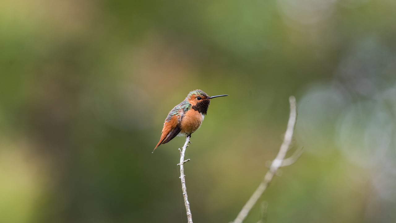 Rufous hummingbird, Golden Gate Park, San Francisco, California, United States (© jeremyborkat/Getty Images) desktop wallpaper