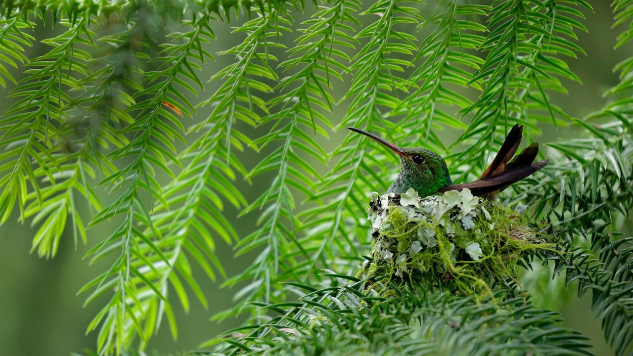 Braunschwanzamazilie, Costa Rica (© Juan Carlos Vindas/Getty Images) desktop wallpaper