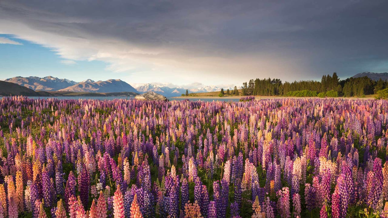 Russell lupines along Lake Tekapo, South Island, New Zealand (© Jeffrey Lewis/Tandem Stills + Motion) desktop wallpaper