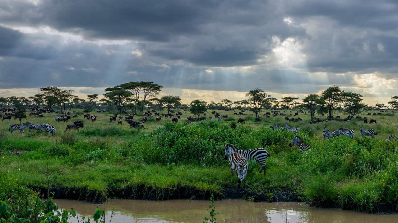 Zebras and wildebeests in the Serengeti National Park, Tanzania (© Raffi Maghdessian/Cavan Images) desktop wallpaper