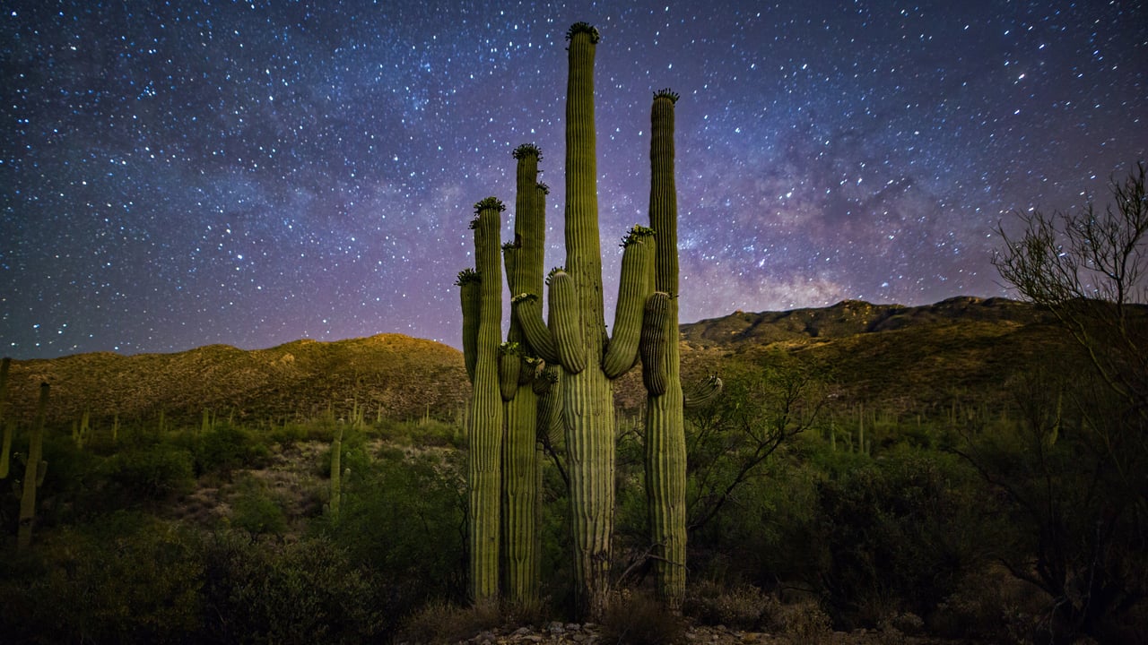 Saguaro 'family' and Milky Way, Saguaro National Park, Arizona (© Christian Foto Az/Shutterstock) desktop wallpaper